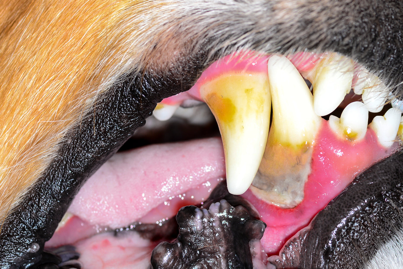Uncovering the Bite: Periodontal Disease in Dogs and the Role of Natural Treats and Chews