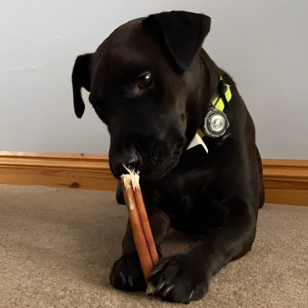 Thick Pizzle Sticks (12cm long)