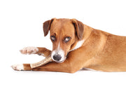 Chewing for Dogs: The Benefits You Need to Know About