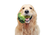 RAW FOOD FOR DOGS 