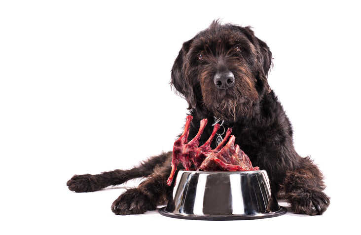 Raw Feeding: Why Dogs Can Eat Raw Food Safely
