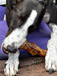 Greyhound lying down chewing natural ostrich foot dog treat high protein low fat dental chew for healthy chewing.
