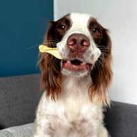 Happy dog proudly holding natural lamb-ear premium dog treat