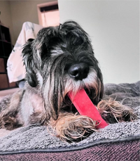 Timbo the Schnauzer chewing and holding large strawberry natural-yak-chew dog treat long-lasting for dental health.