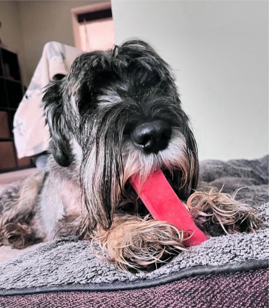 Timbo the Schnauzer chewing and holding large strawberry natural-yak-chew dog treat long-lasting for dental health.