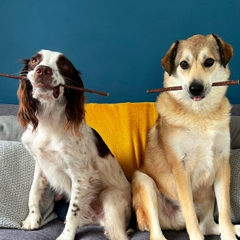 Two dogs sitting on a sofa with beef jerky straws.