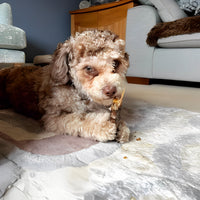 Happy dog holding and chewing natural duck neck dog treat high protein low fat air dried treat for teeth and gums.