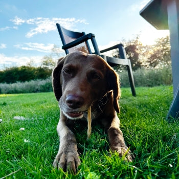 Happy dog chewing lamb-braid treat for teeth and chewing.