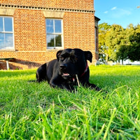 Dog chewing lamb-braid dog treat while laying down for teeth and chewing.