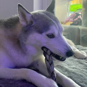 Dog chewing an omega-rich natural fish braid.