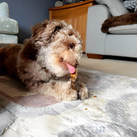 Dog holding and chewing natural duck neck high protein low fat long lasting dog chew for dental health and enrichment.