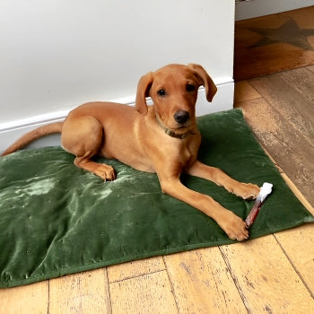 Happy dog holding and enjoying a natural beef pizzle stick gluten and grain free wholesome dog treat.