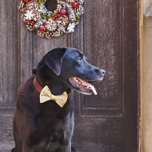 Velvet Bow Tie Christmas Gold