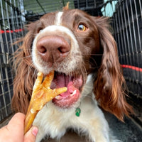 Dog eagerly taking natural chicken foot dog chew high protein low fat air dried treat for long lasting chewing and dental health.