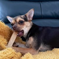 Small dog chewing and holding premium natural olive wood oil dental chew dog treat for oral health.