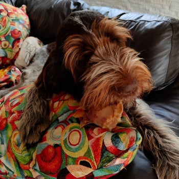 Two natural pigs ears dog chews high protein low fat long lasting treats for teeth and gums.