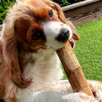 Dog enjoying large olive wood oil dental chew natural dog treat.