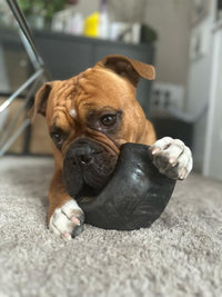 Ragnar holding and enjoying a premium natural buffalo horn.
