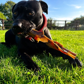 Happy Rosie holding and chewing natural‑camel‑skin dog treat low fat hypoallergenic and gluten free.