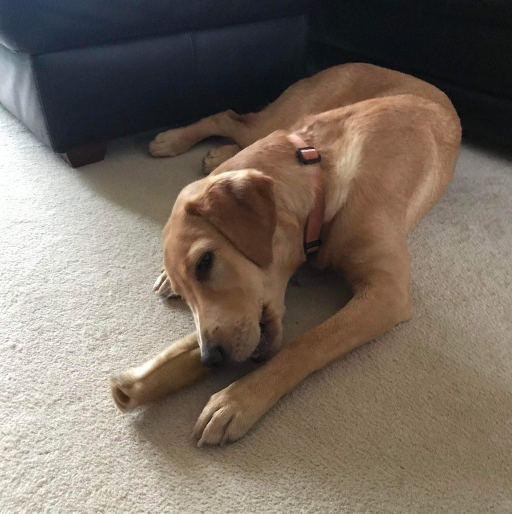 Roxy enjoying a natural tough buffalo roll chew.