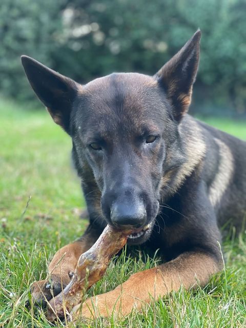 Dog laying in field chewing natural ostrich foot high protein low fat long lasting treat for teeth and gums.