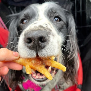Dog being handed a natural chicken foot dog chew high protein low fat treat for teeth and gums and chewing enrichment.