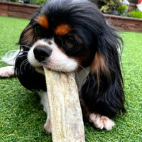 Dog eating a premium natural white fish cracker.
