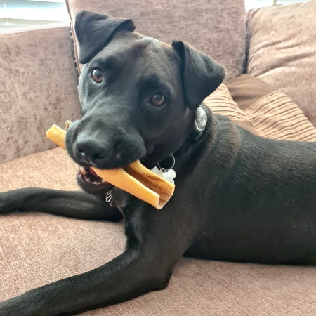 Scout the dog holding natural beef skin chew in mouth high protein low fat long lasting treat for healthy teeth and gums