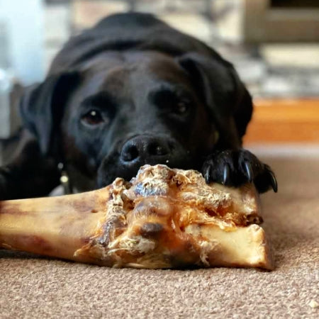 Dog eagerly waiting with paw on natural beef shin chew high protein low fat long lasting treat for healthy chewing.