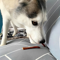 Dog eating a premium natural beef jerky straw.
