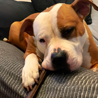 Dog happily chewing natural‑camel‑skin dog treat high protein hypoallergenic and gluten free.