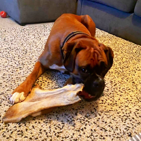 Happy dog holding natural beef skin with fur chew low fat high protein natural dog treat.