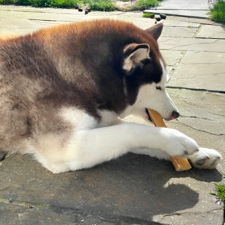 Dog holding and chewing natural pork roll on patio high protein low fat long lasting treat for teeth and gums.