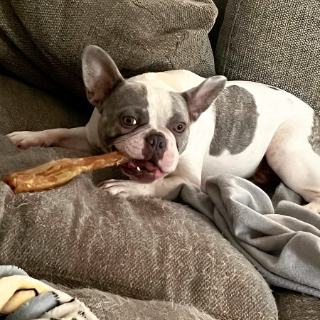 Dog holding and chewing natural beef tendon dog chew high protein long lasting treat.