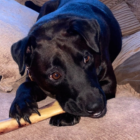 Dog lying with natural ostrich metatarsus bone between paws chewing high protein low fat long lasting dog chew for dental health.