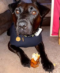 Happy dog laying down with natural pork crunch between paws chewing high protein low fat dental treat while looking at camera.