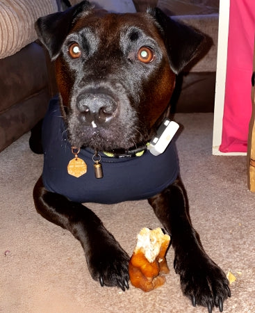 Happy dog laying down with natural pork crunch between paws chewing high protein low fat dental treat while looking at camera.