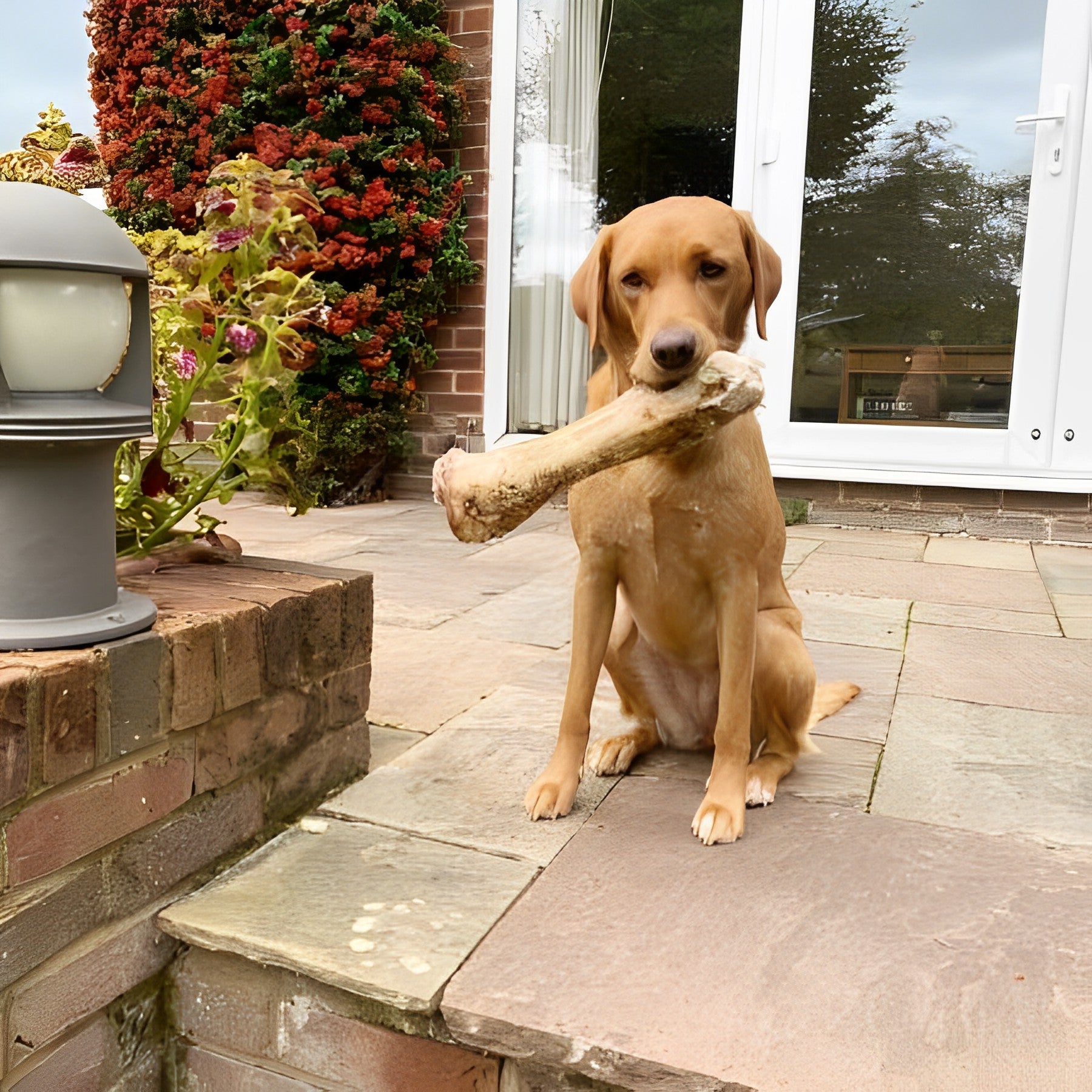 Dog holding natural ostrich bone chew on patio in front of doors high protein low fat long lasting treat for teeth and gums.