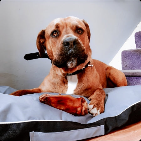 Dog lying on bed with natural pigs ear between paws posing before chewing high protein low fat long lasting treat.
