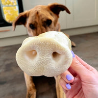 Dog patiently waiting with natural pig snout held in front of face high protein low fat dental chew and long lasting treat for teeth and gums.