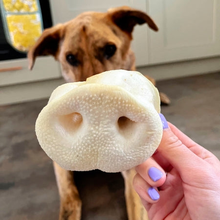 Dog patiently waiting with natural pig snout held in front of face high protein low fat dental chew and long lasting treat for teeth and gums.