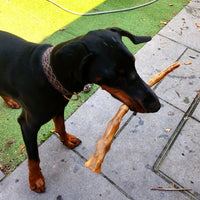 Douglas waiting with a premium natural buffalo chew.