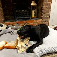 Dog chewing natural beef skin with fur high protein dog treat for enrichment and digestion support.