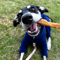 Dog lying down holding and chewing natural pork roll high protein low fat dental chew and long lasting treat for healthy chewing.