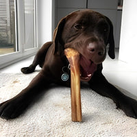 Dog laying down chewing natural ostrich metatarsus bone high protein low fat long lasting treat for teeth and gums.