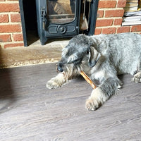 Lewis chewing a healthy natural buffalo tail.