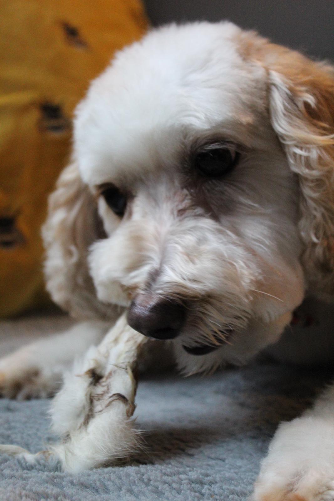 Dog Nala happily chewing natural rabbit ear with fur high protein low fat dental chew and enrichment treat.