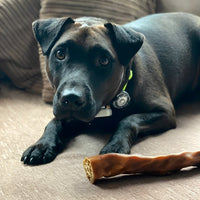 Scout chewing a premium natural buffalo tail dog treat.