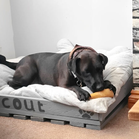 Happy dog, scout holding and chewing premium natural jumbo beef tail dog chew low fat and gluten free.