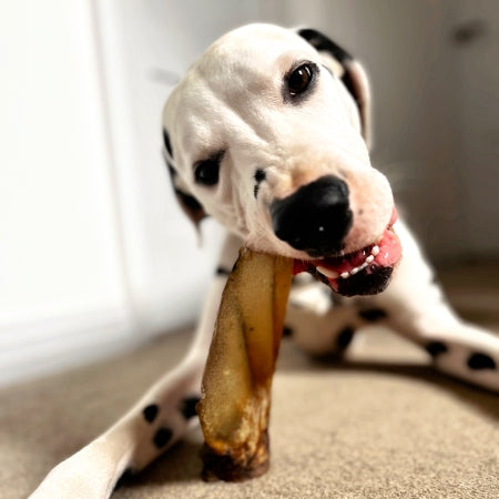 Dog enjoying a premium natural buffalo chew.